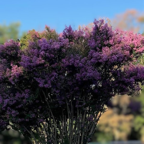 Árboles de plántula de mirto crepé, caducifolios, de rápido crecimiento, adaptables al suelo, de bajo mantenimiento