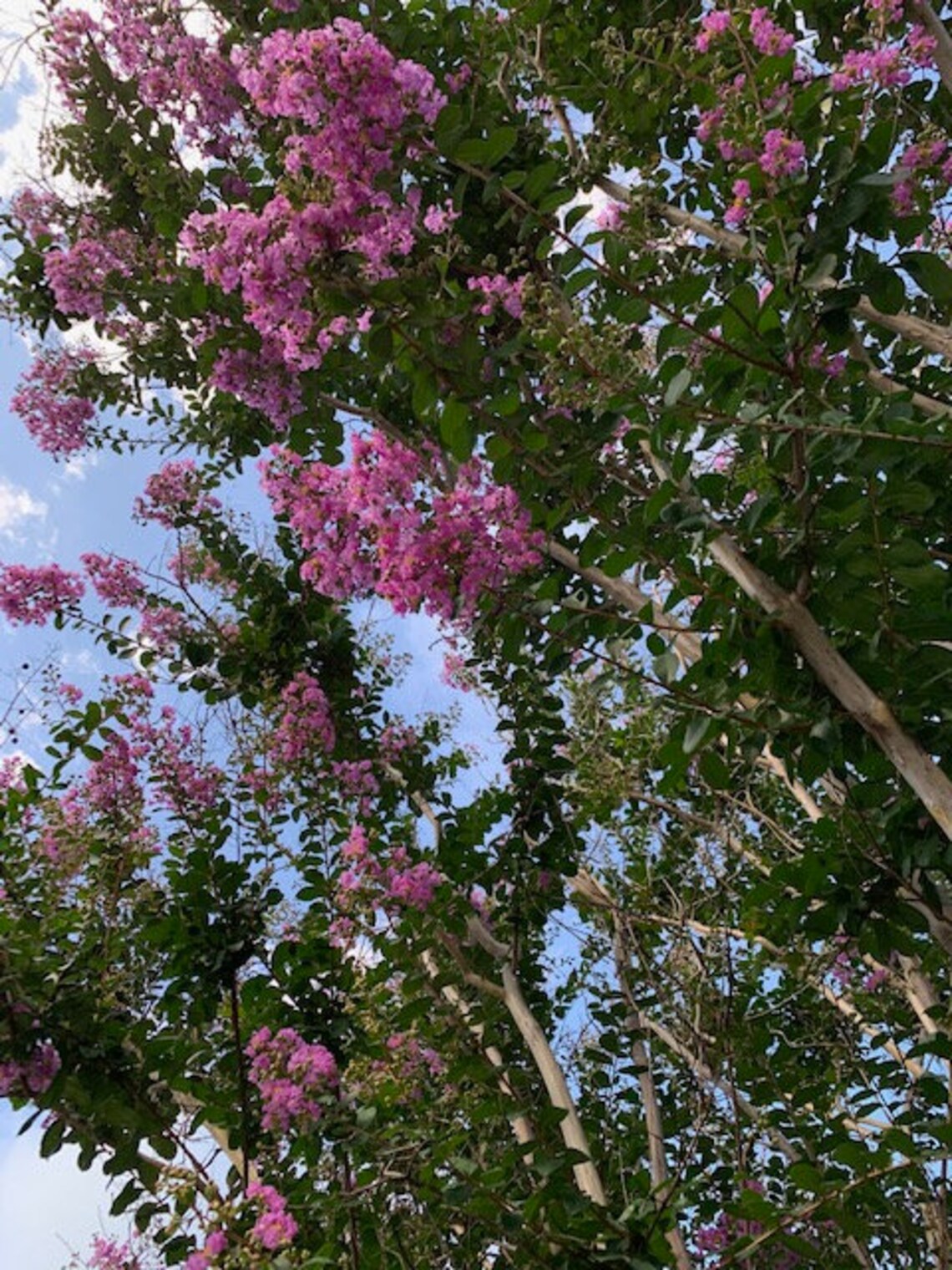 Crepe Myrtle Seedling Trees, Deciduous, Fast Growing, Adaptable to Soil, Low Maintenance Etsy