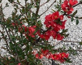 Flowering Quince RED Easy growing, fast growing, deciduous thorny shrub, full sun, somewhat drought tolerant when established