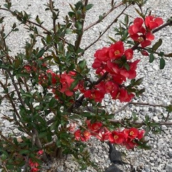 Flowering Quince RED Easy growing, fast growing, deciduous thorny shrub, full sun, somewhat drought tolerant when established