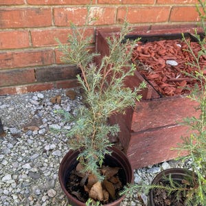 May include: A small evergreen plant in a brown plastic pot. The plant has blue-green needles and reddish-brown stems. The pot sits on a bed of small gray stones. A second plant in a similar pot is visible in the foreground.