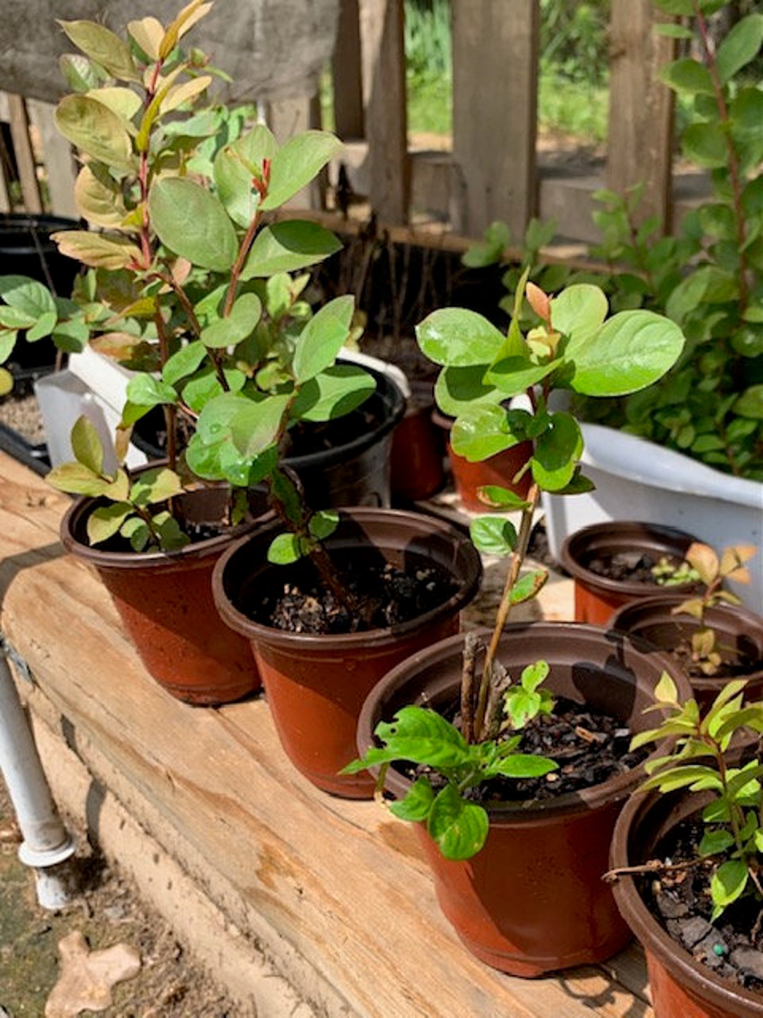 Crepe Myrtle Seedling Trees, Deciduous, Fast Growing, Adaptable to Soil, Low Maintenance Etsy
