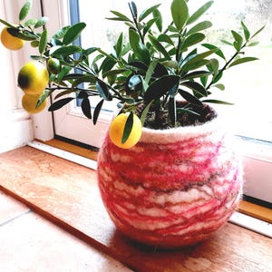 May include: A small citrus tree with yellow fruit growing in a pink and white felted planter. The planter has a striped pattern and is sitting on a wooden surface.