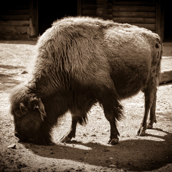 Kunst Fotografie "Bison", auf Leinwand, Acrylglas, Alu Dibond oder als Kunstdruck in verschiedenen Größen