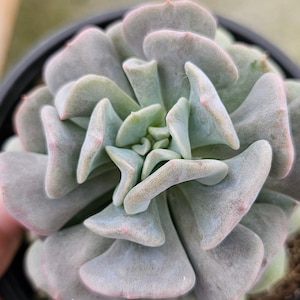 ECHEVERIA Cubic FROST Succulent CACTUS Plant For Home Décor – Beautiful Cactus Plant For Cactus Lover Gift 4&quot;