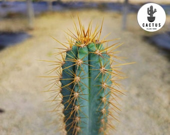 Unique Blue Cactus - 'Pilosocereus azureus' for Home Decor or Garden