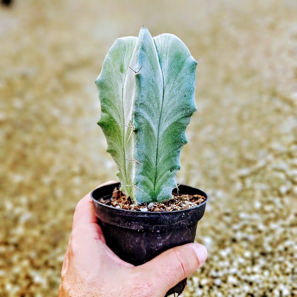 Gray ghost organ pipe, Stenocereus Pruinosus, rare potted cactus 4"