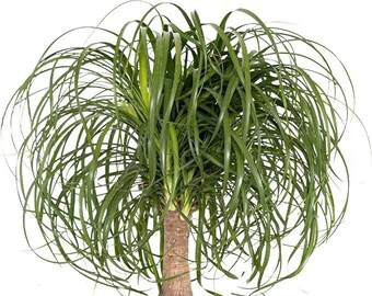 Ponytail Palm Plant / Beaucarnia Recurvata / Indoor and Outdoor Live House Plant / Easy Care Tree Rooted in 4" Pot