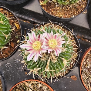 STENOCACTUS MULTICOSTATUS Rare CACTUS, Perfect For Home Decor — Unique Brain Cactus For Plant Lovers