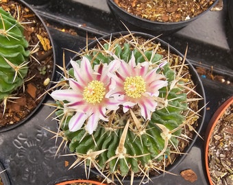 STENOCACTUS MULTICOSTATUS Rare CACTUS, Perfect For Home Decor — Unique Brain Cactus For Plant Lovers