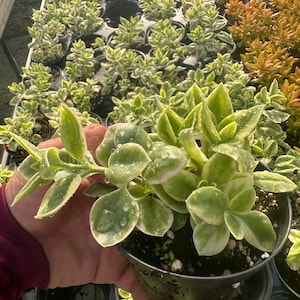 Unique Succulent Aptenia cordifolia 4&quot; - Drought-Tolerant Plant for Your Collection