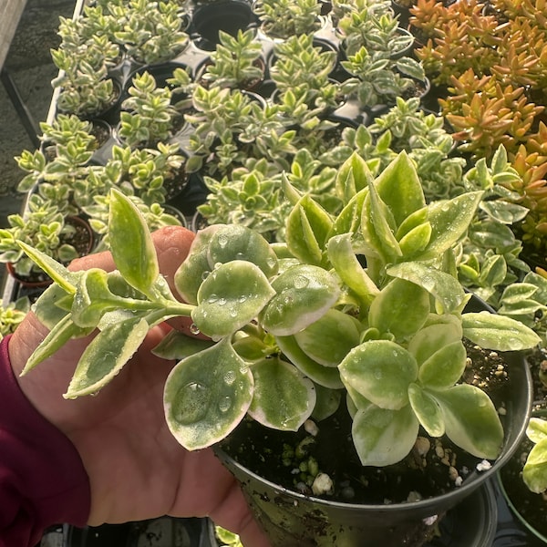 Unique Succulent Aptenia cordifolia 4" - Drought-Tolerant Plant for Your Collection