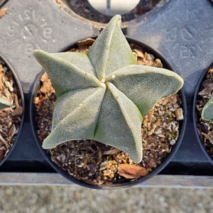 ASTROPHYTUM MYRIOSTIGMA Live CACTI Plant For Star Lover Gift – Succulent Star Nursery Cactus Plant