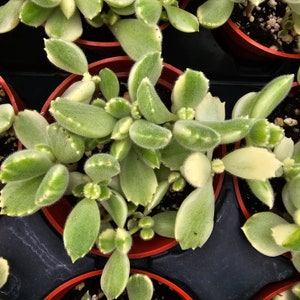 VARIEGATED BEAR PAW Beautiful Succulent Plant, Uniquely Charming Gift For Plant Lover