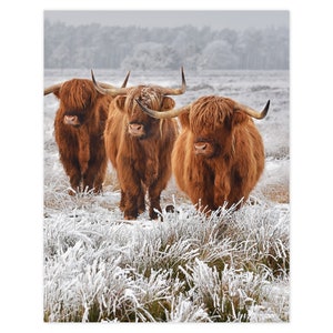 Framed Highland Cow Wall Art Rustic Art Modern Farmhouse Wall Decor