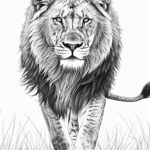 Puede incluir: Un dibujo a l&aacute;piz en blanco y negro de un le&oacute;n con una melena llena, caminando hacia el espectador. El le&oacute;n est&aacute; en un campo de hierba.