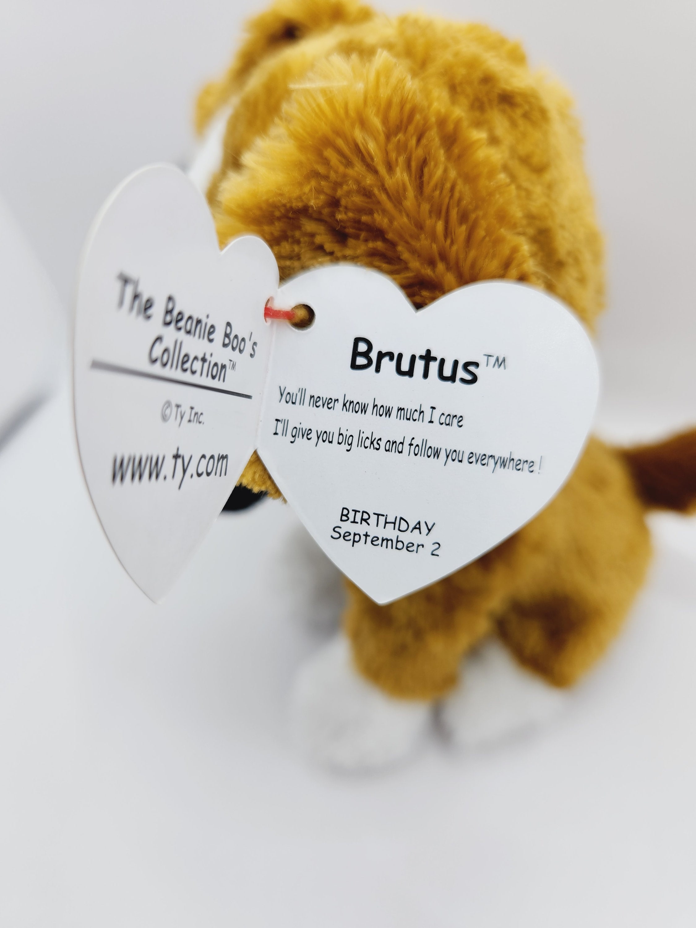 Brutus ty beanie hot sale baby