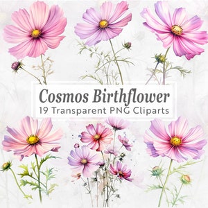 Bundle de cliparts fleurs de naissance cosmos - 19 PNG aquarelles - fleur de naissance d'octobre - oeuvre d'art floral pour travaux manuels, invitations, scrapbooking