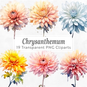 Clipart fleur de naissance chrysanthème - PNG 19 - fleur de naissance novembre - aquarelle art floral pour travaux manuels, faire-part, scrapbooking, faire-part