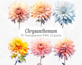 Clipart chrysanthème aquarelle - fleur de naissance de novembre PNG (téléchargement numérique)