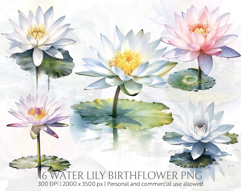 Extraordinary Water Lily Birth Flower Images