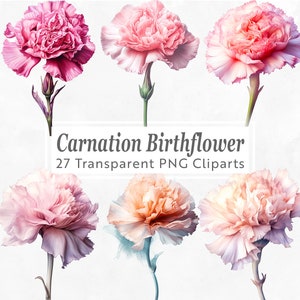 Carnation Birthflower Clipart - 27 PNG Bundle - January Birth Flower - Watercolor Floral Art for Crafts, Invitations, Scrapbooking