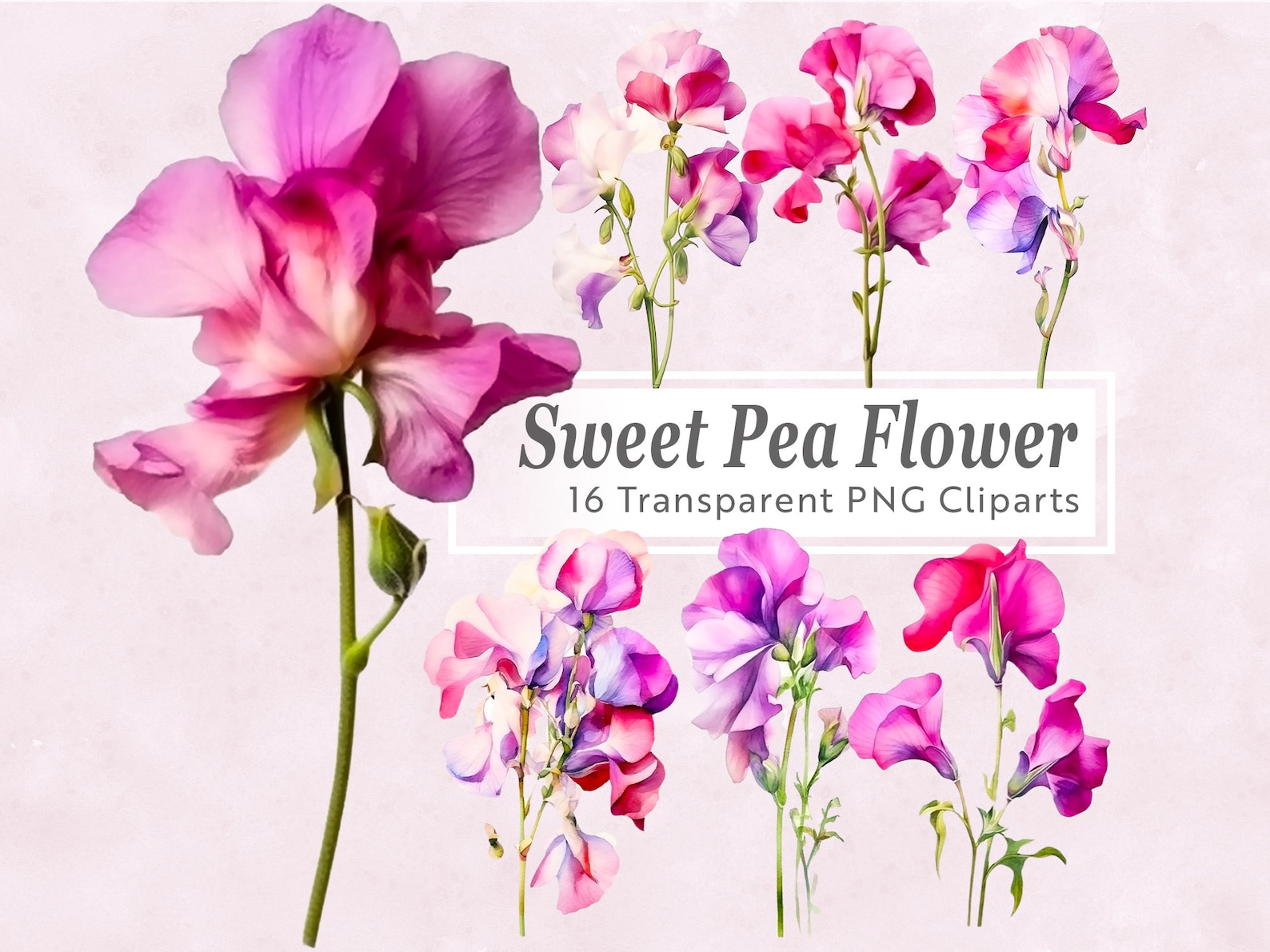 Sweet Pea Watercolor Clipart – April Birth Flower PNG Bundle (digital ...