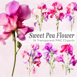 Clipart de flor de nascimento de ervilha doce - pacote de 20 PNG - flor de nascimento de abril - arte floral em aquarela para artesanato, convites, scrapbooking, saudação
