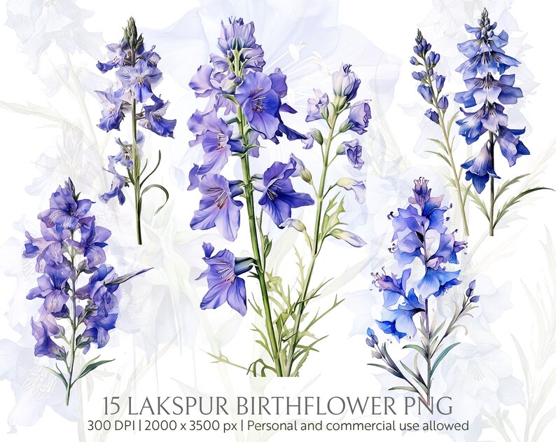 29 PNG Larkspur Birthflower Clipart Bundle (Download Now) Etsy