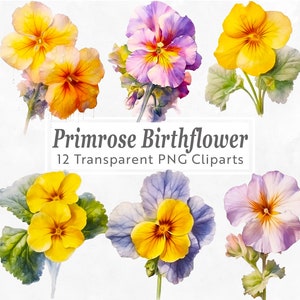 プリムローズ誕生花クリップアートバンドル - 12 PNG セット - 2 月の誕生花 - 工芸品、招待状、スクラップブッキング用の水彩画の花のアート