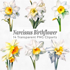 Narcissus Birthflower Clipart - 14 PNG Bundel - December Geboorte Bloem - Aquarel bloemsierkunst voor ambachten, uitnodigingen, scrapbooking