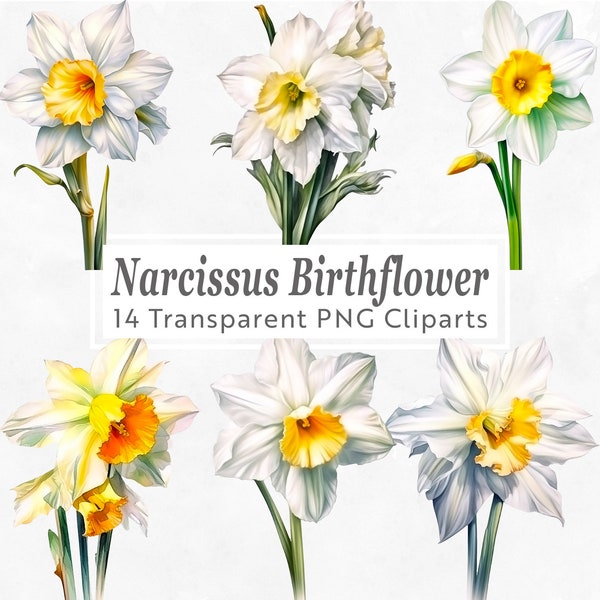 14 PNG Narcissus Birthflower Clipart Bundle, mettant en valeur décembre Birth Flower Clip Art et Sublimation Digital Files, Floral Design, Naissance