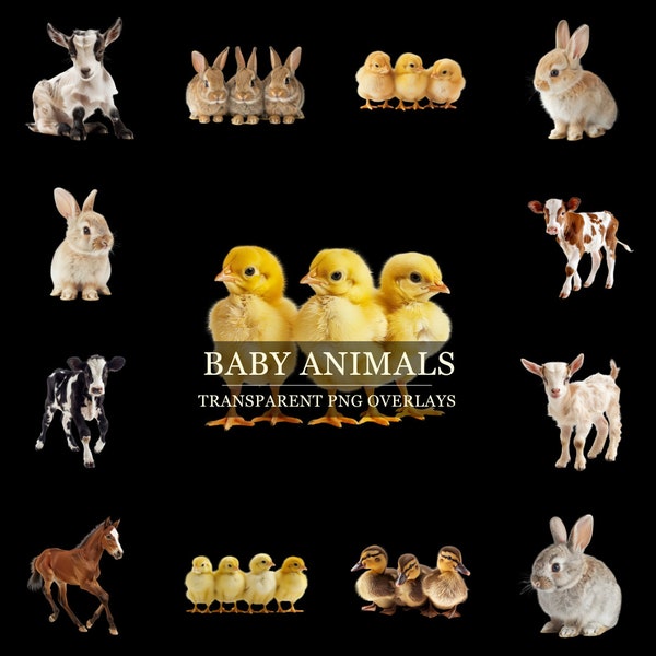 Baby Farm Animals Overlays Transparent PNG Photoshop Overlays Easter Spring Clip Art Baby Chicks Baby Goats  Baby Bunnies Baby Cows