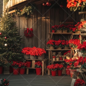 Christmas Digital Backdrop Poinsettia Xmas Farm Photography Background Studio Photo Prop