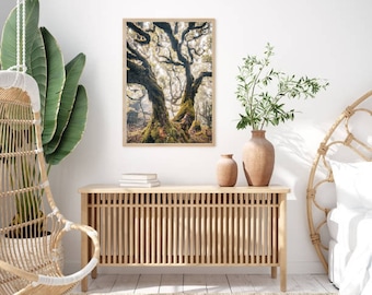 Forest Madeira Island Photography Print #003