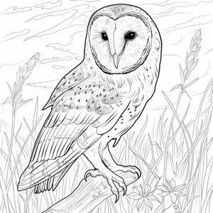 Hermosas páginas para colorear de lechuza común: descarga digital, tamaños carta y A4 de EE. UU., arte detallado de la vida silvestre para todas las edades