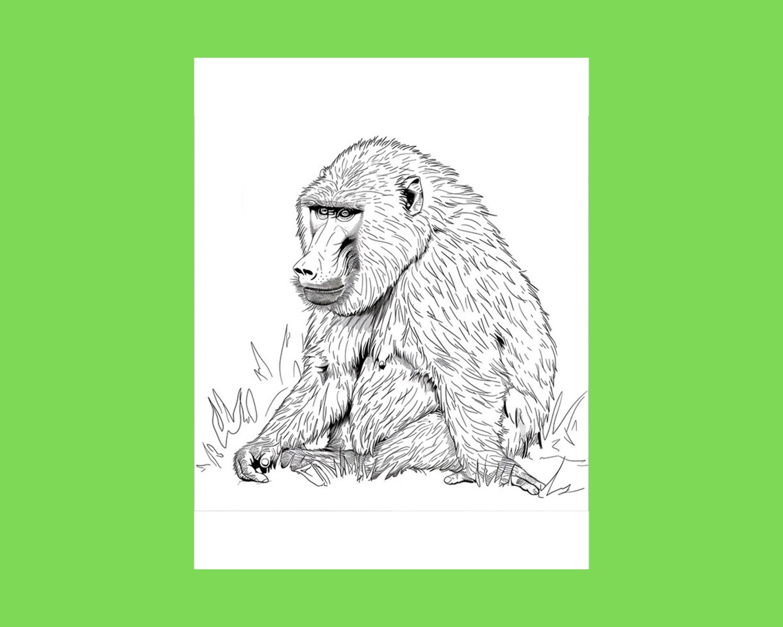 Baboon Coloring Pages - Digital Download, Detailed Wildlife Art, Printable PDF, US Letter & A4 ...