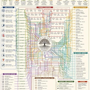 Könnte beinhalten: Ein detailliertes Lehrplakat mit dem Titel The Herbal Medicine Web, das ein komplexes Netz von Linien zeigt, die verschiedene Heilkräuter mit Körpersystemen, häufigen Beschwerden und Nährstoffen verbinden, mit einer zentralen Baumgrafik.