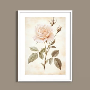 Estampados botánicos vintage suaves de flores y plantas / Ilustraciones botánicas minimalistas en acuarela / Estilo herbario antiguo / Descarga digital