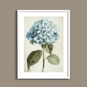 Estampados botánicos vintage suaves de flores y plantas / Ilustraciones botánicas minimalistas en acuarela / Estilo herbario antiguo / Descarga digital