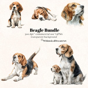 Pode incluir: Ilustrações em aquarela de cães Beagle em várias poses. Os cães são retratados em tons de marrom, preto e branco, com pelos detalhados e olhos expressivos. O texto "Beagle Bundle" é exibido.