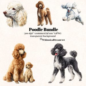 12 Poodle Watercolor Clipart Transparent Background, Clipart Bundle, Dog Clip Art, Big Poodle Art, Commercial Use, Cute Realistic, Puppy