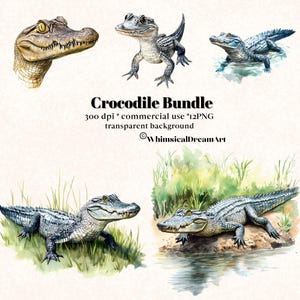 12 Aquarell Krokodil Tiersammlung Clipart, PNG realistische Tier Clipart, niedliches Tier, Tier Bundle, kommerzielle Nutzung, Safari, Florida