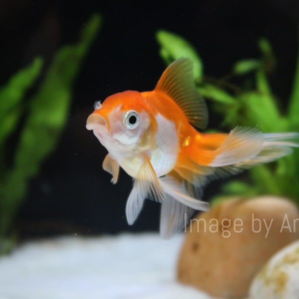 Oranda Goldfisch