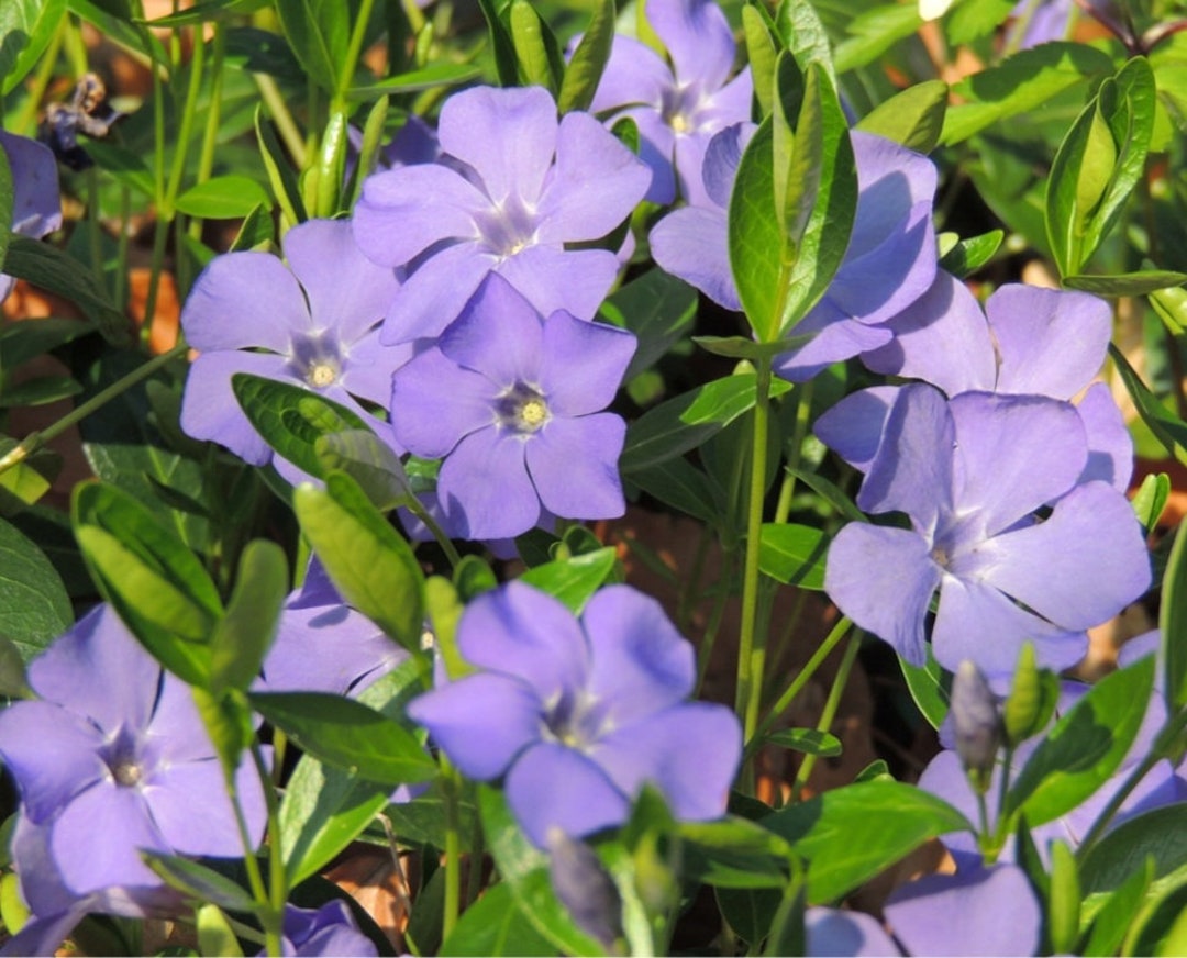 50 Vinca Periwinkle Evergreen Perennial Groundcover Etsy