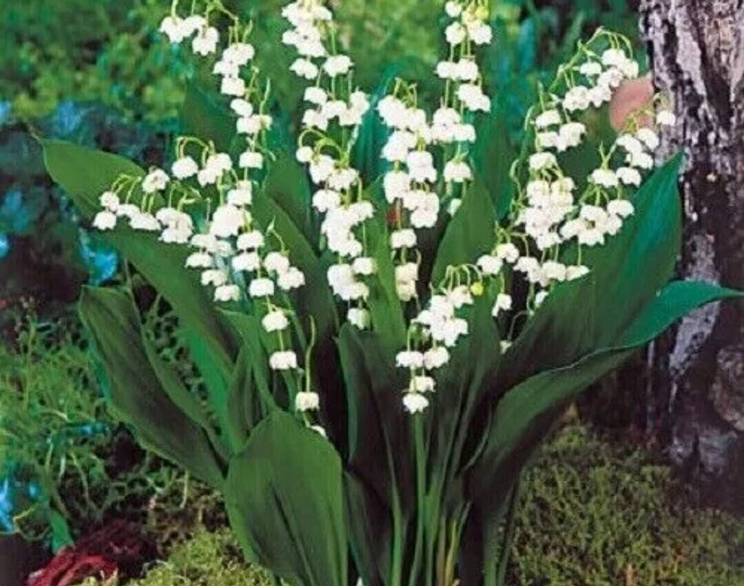 5 Fragrant Lily of the Valley Plant Pips Fragrant Perennial Groundcover
