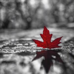 May include: A vibrant red maple leaf rests on a wet, reflective surface. The leaf's intricate details are visible against a blurred, black and white background, creating a striking contrast. The image captures the essence of autumn.