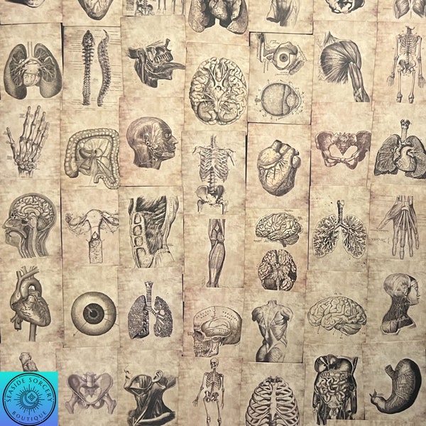 Vintage Anatomy Stickers, Physiology, Vintage Medical, Human Body, Random Sticker Pack 10/20/50 Piece, NO REPEATS, Waterproof, Free Shipping