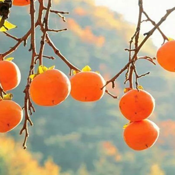 20Pcs Persimmon Seeds Plants Fruit Trees Diospyros Cargillia Garden Nature Fresh （2010）