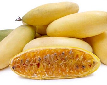 10Pcs Banana passionfruit SEEDS, PASSIFLORA MOLLISSIMA passion fruit flower seed. #9485